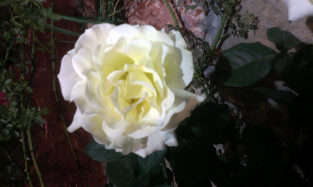 קולאסין Private Accommodation Lidija Rakocevic מראה חיצוני תמונה